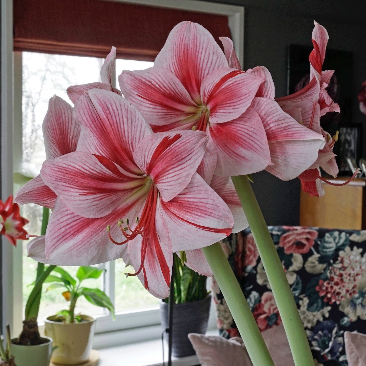 Amaryllis Gervase - Amaryllis - Fluwel