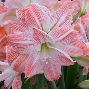 Amaryllis Giant Amadeus - Amaryllis - Fluwel