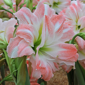 Amaryllis Giant Amadeus - Amaryllis - Fluwel