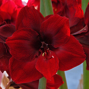 Amaryllis Grand Diva - Amaryllis - Fluwel
