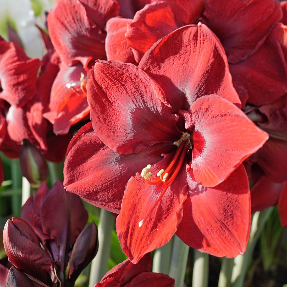 Amaryllis Grand Diva - Amaryllis - Fluwel