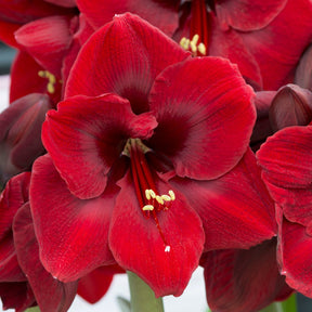 Amaryllis Grand Diva - Amaryllis - Fluwel