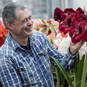 Amaryllis Grand Diva - Amaryllis - Fluwel