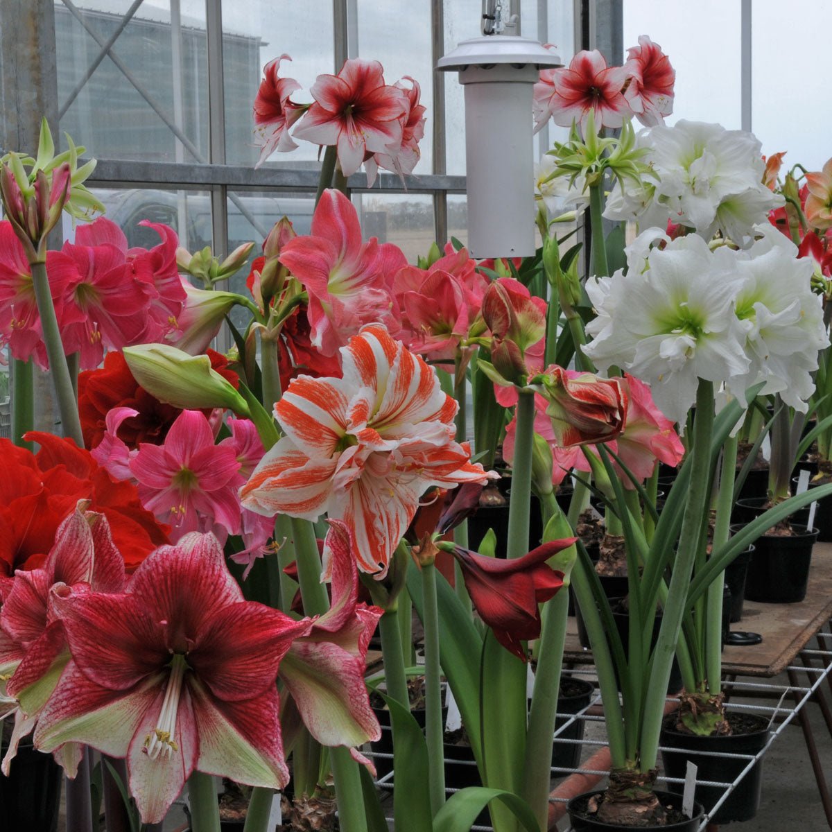 Amaryllis kransje - Amaryllis - Fluwel
