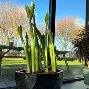 Amaryllis kransje - Amaryllis - Fluwel