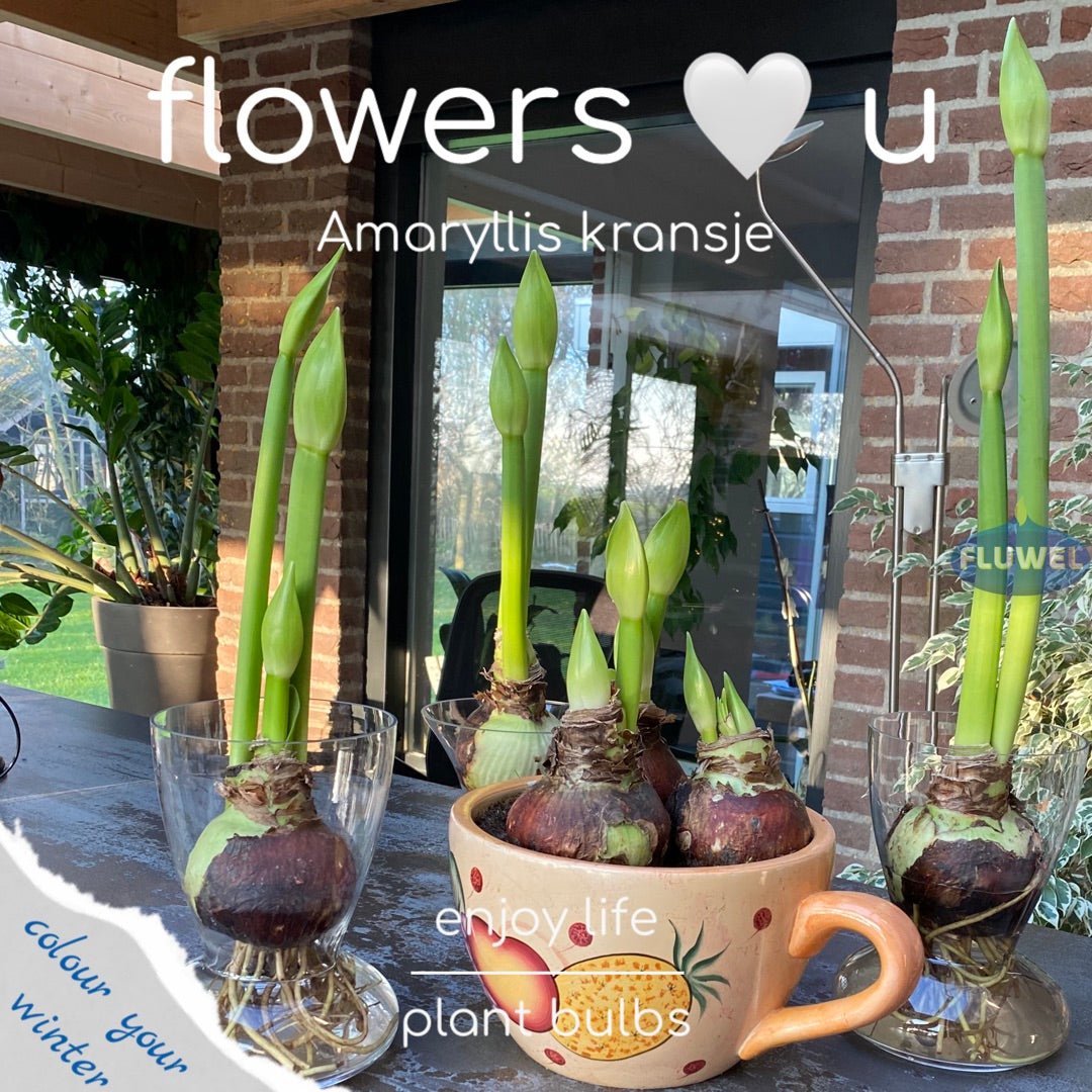 Amaryllis kransje - Amaryllis - Fluwel