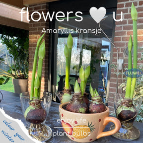 Amaryllis kransje - Amaryllis - Fluwel