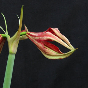 Amaryllis La Paz - Amaryllis - Fluwel