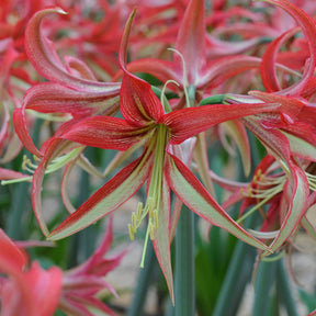 Amaryllis La Paz - Amaryllis - Fluwel