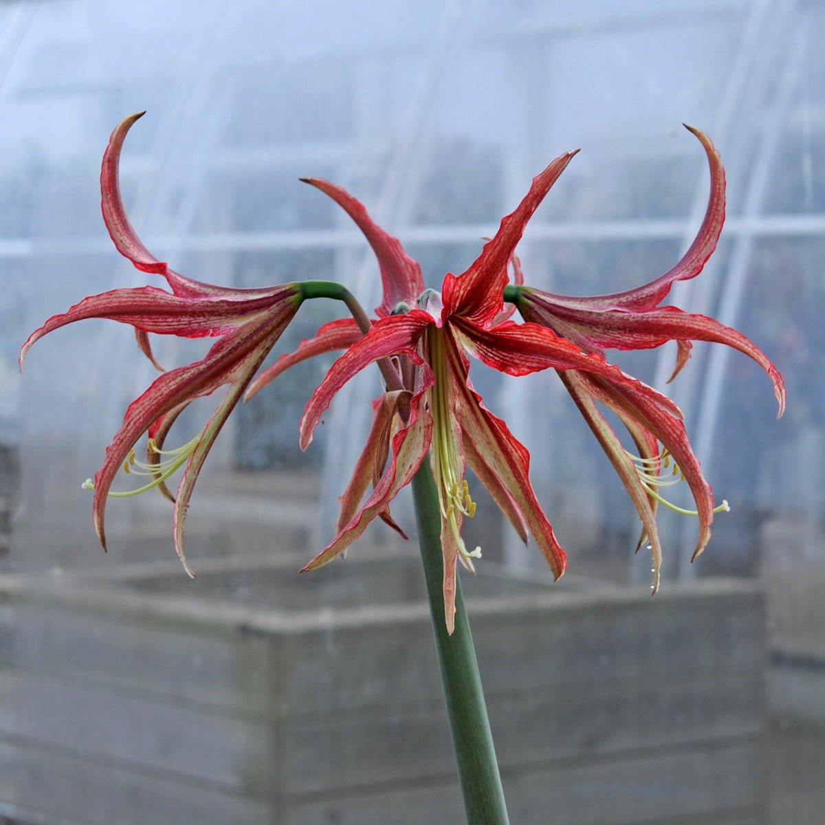 Amaryllis La Paz - meerkleurige amaryllis - Fluwel
