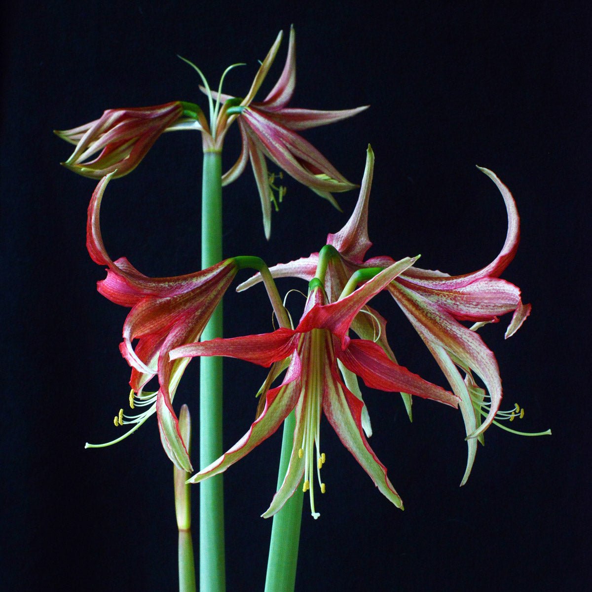 Amaryllis La Paz - Amaryllis - Fluwel