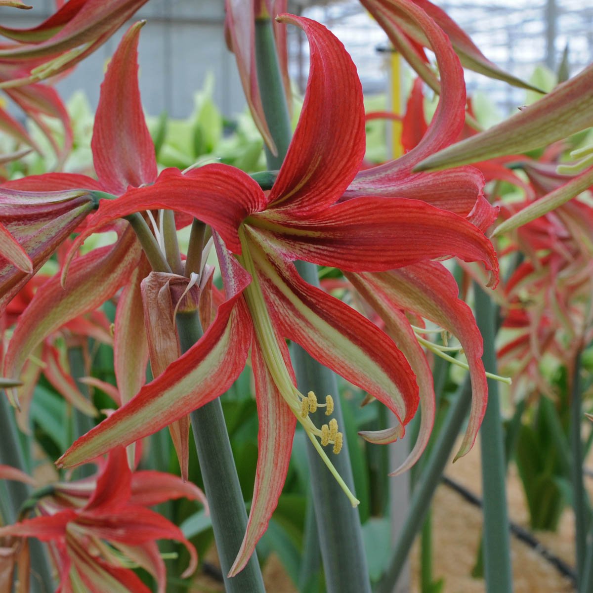 Amaryllis La Paz - meerkleurige amaryllis - Fluwel