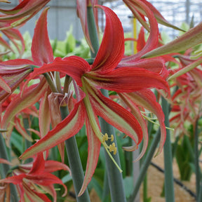 Amaryllis La Paz - Amaryllis - Fluwel