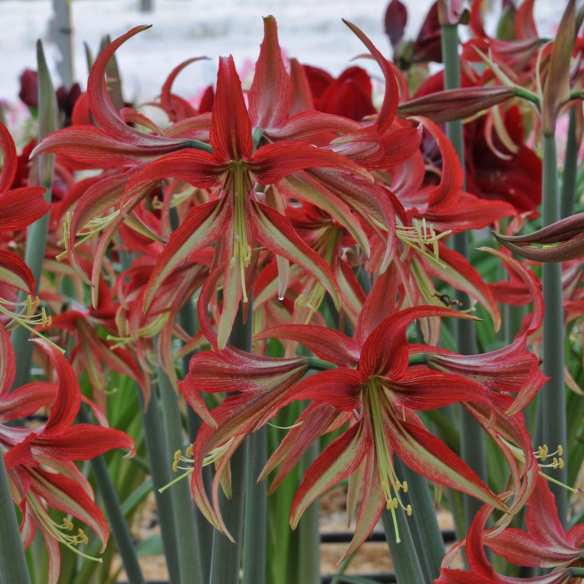 Amaryllis La Paz - meerkleurige amaryllis - Fluwel