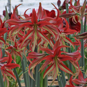 Amaryllis La Paz - Amaryllis - Fluwel