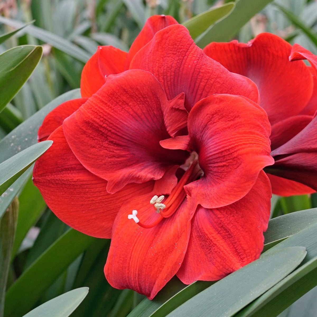 Amaryllis Lion King - Amaryllis - Fluwel