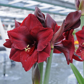 Amaryllis Mandela - Amaryllis - Fluwel