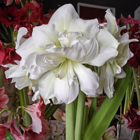 Amaryllis Marilyn - Amaryllis - Fluwel