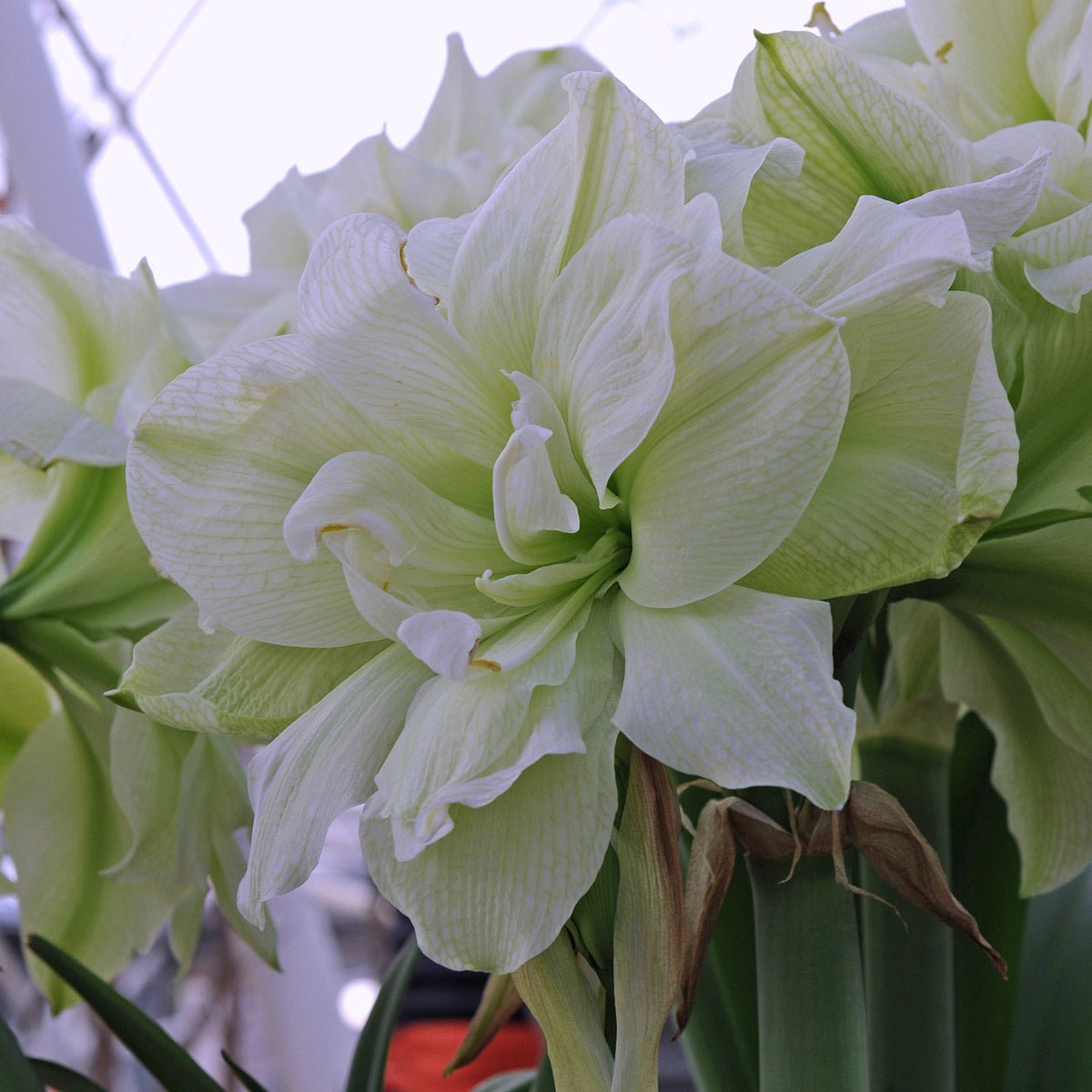 Amaryllis Marilyn - witte amaryllis - Fluwel