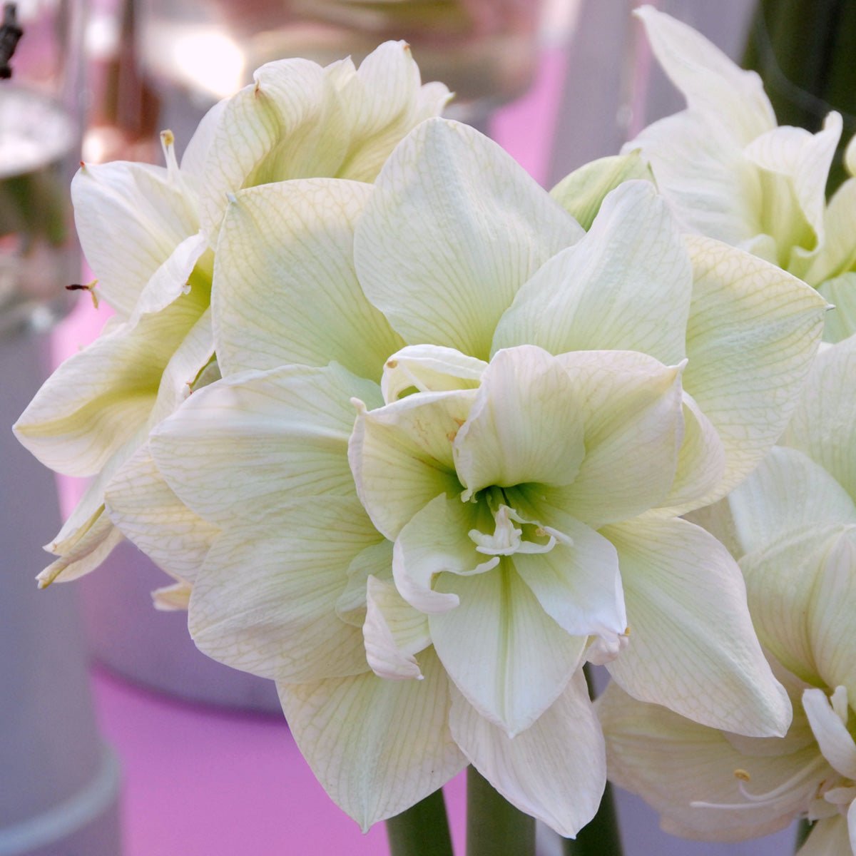 Amaryllis Marilyn - witte amaryllis - Fluwel