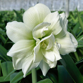 Amaryllis Marilyn - Amaryllis - Fluwel