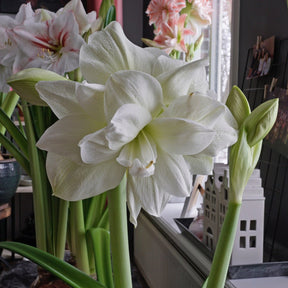 Amaryllis Marilyn - Amaryllis - Fluwel