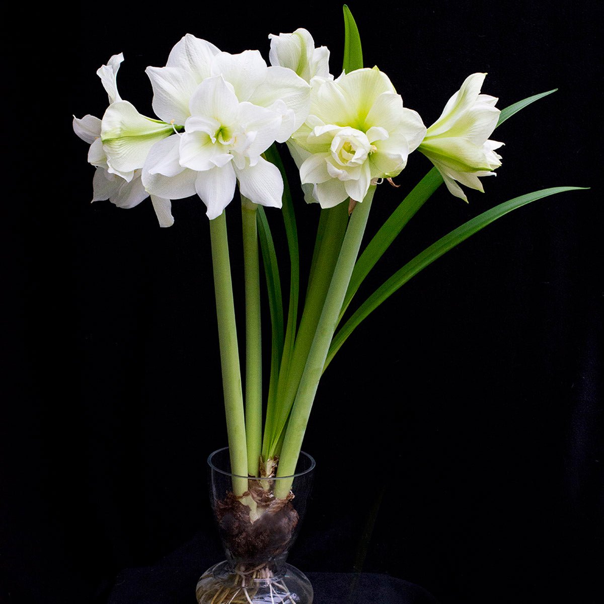 Amaryllis Marilyn - witte amaryllis - Fluwel