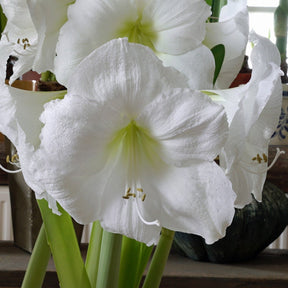 Amaryllis Moscow - Amaryllis - Fluwel