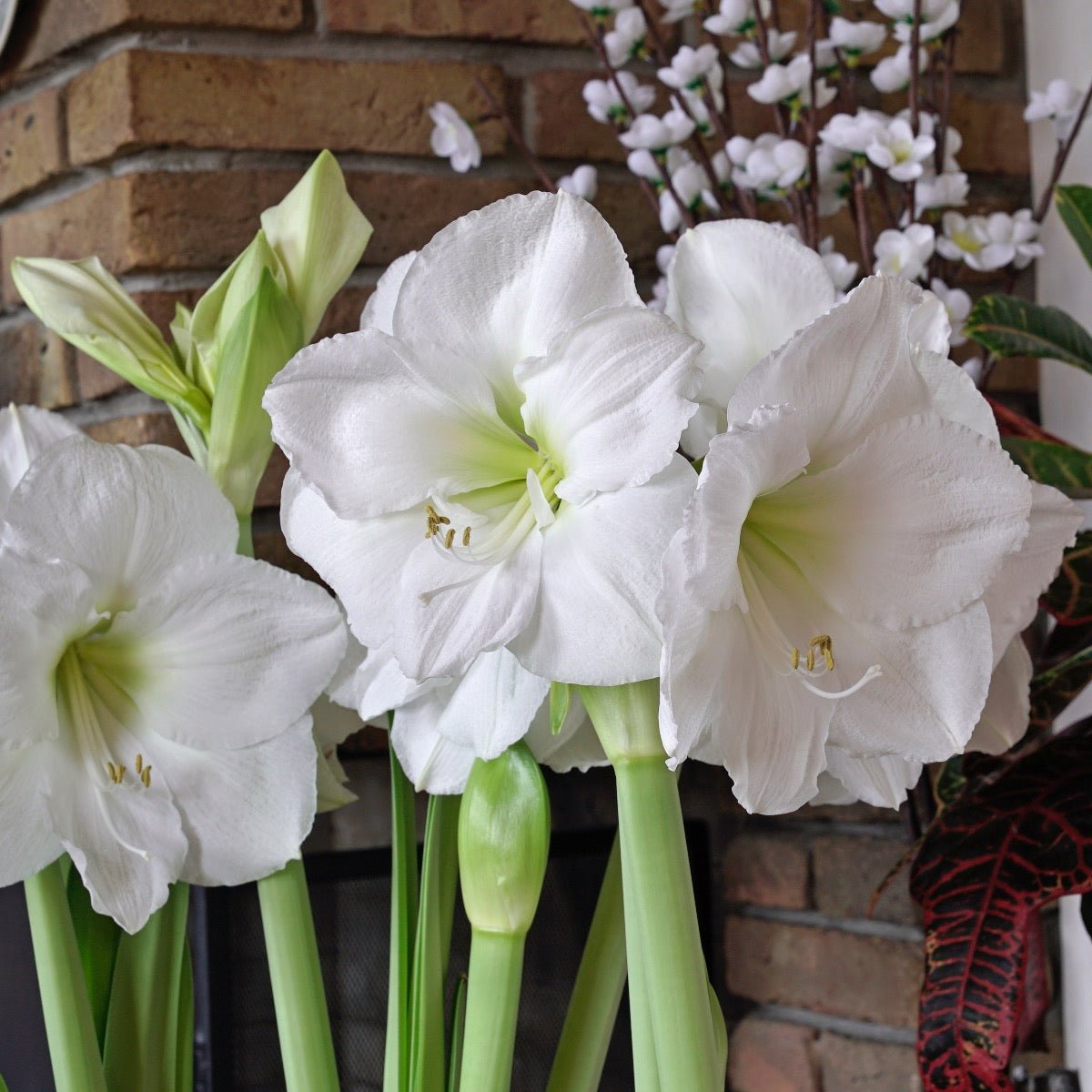 Amaryllis Moscow - witte amaryllis - Fluwel