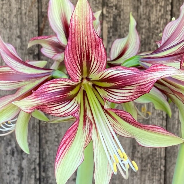 Amaryllis Mystica - meerkleurige amaryllis - Fluwel