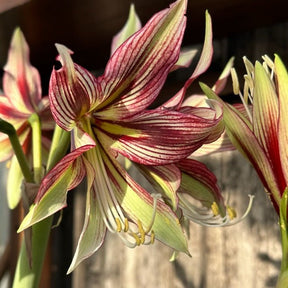 Amaryllis Mystica - Amaryllis - Fluwel
