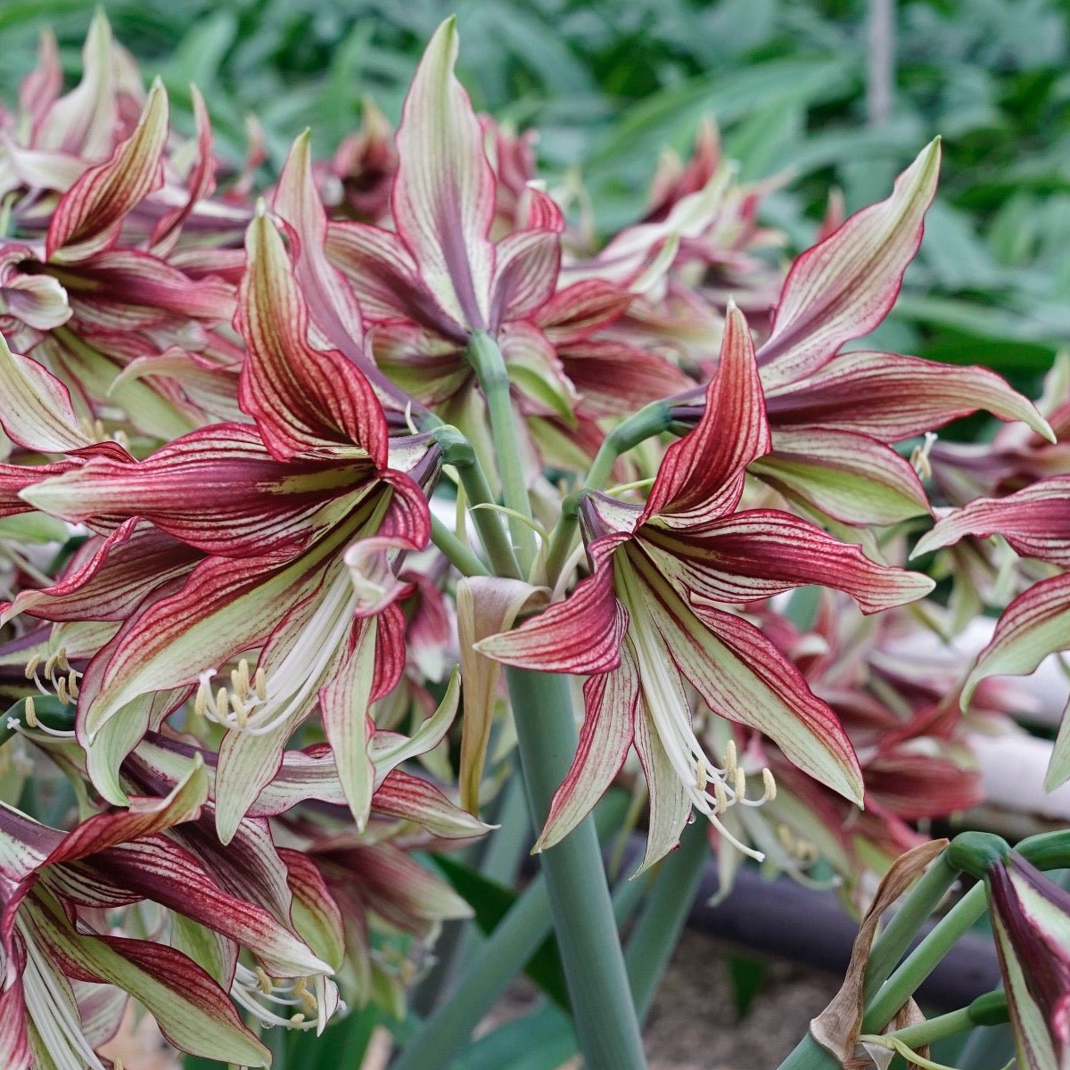 Amaryllis Mystica - Amaryllis - Fluwel