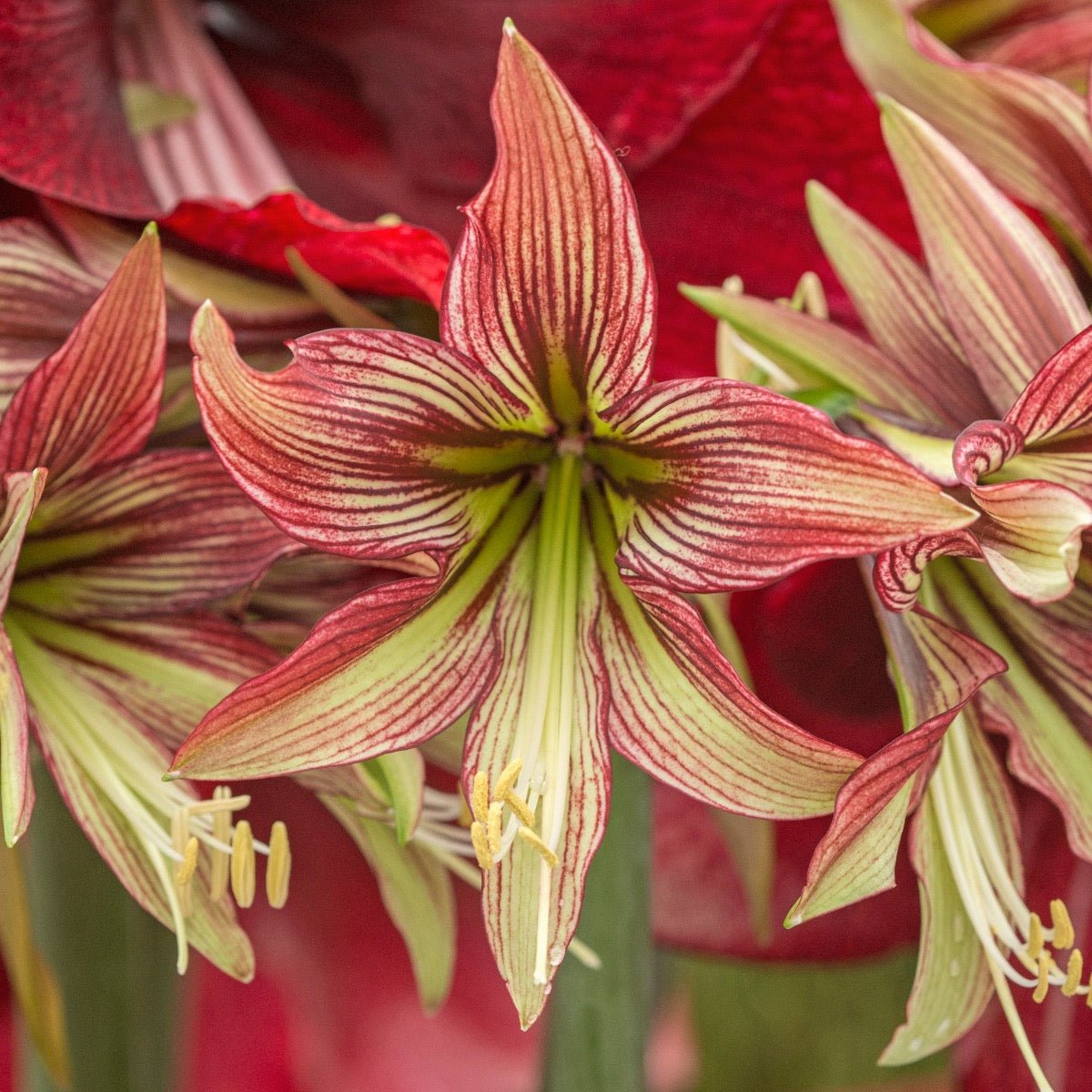 Amaryllis Mystica - meerkleurige amaryllis - Fluwel