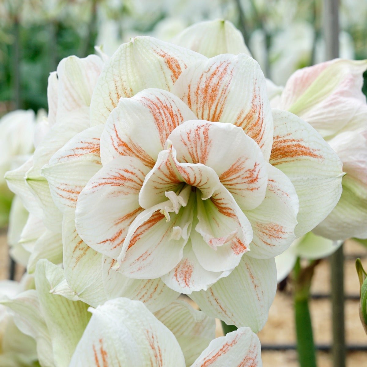 Amaryllis Nymph - meerkleurige amaryllis - Fluwel