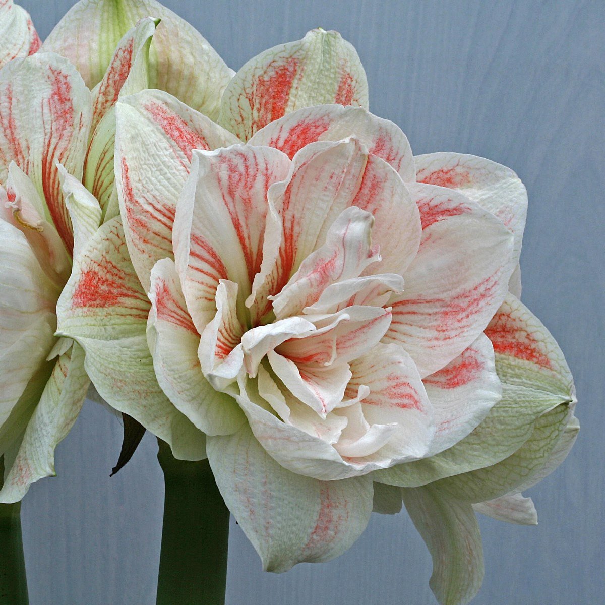 Amaryllis Nymph - meerkleurige amaryllis - Fluwel