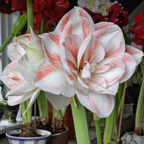 Amaryllis Nymph - Amaryllis - Fluwel