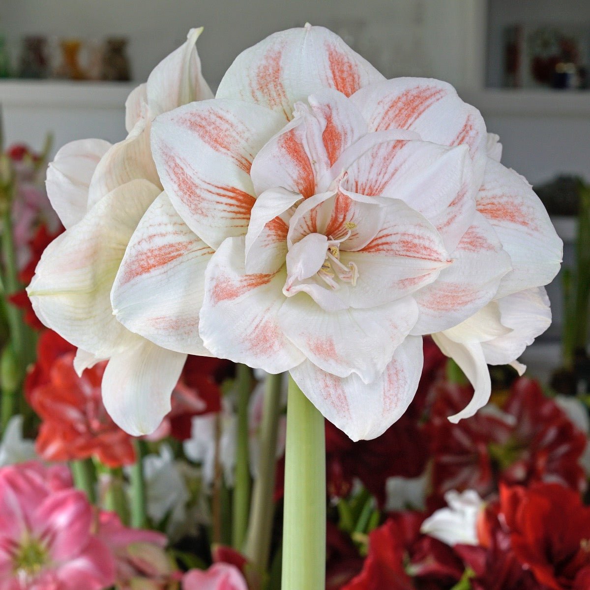 Amaryllis Nymph - Amaryllis - Fluwel