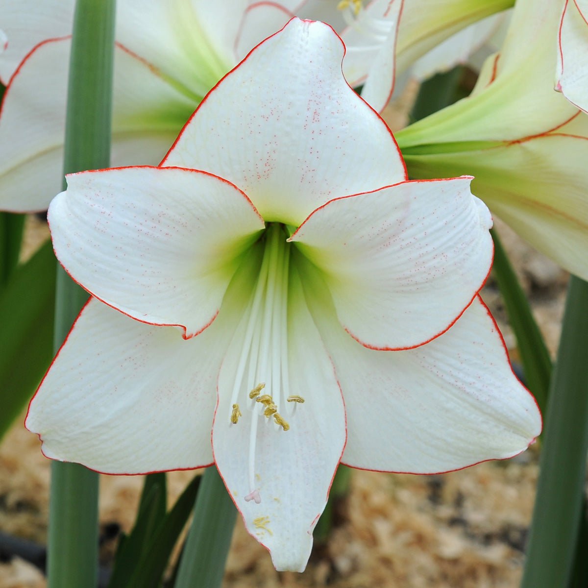 Amaryllis Picotee - witte amaryllis - Fluwel