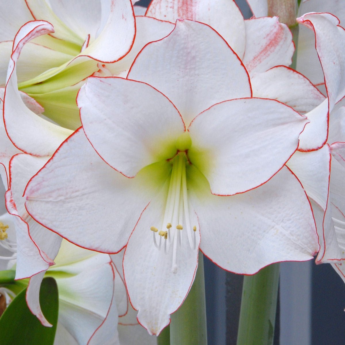Amaryllis Picotee - witte amaryllis - Fluwel