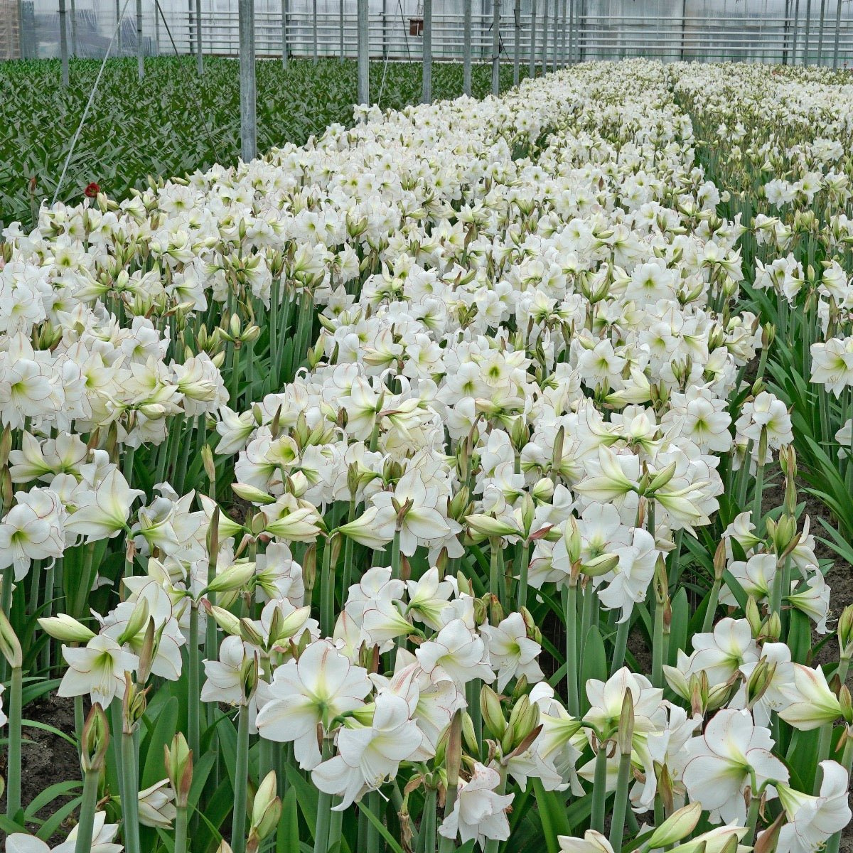 Amaryllis Picotee - witte amaryllis - Fluwel