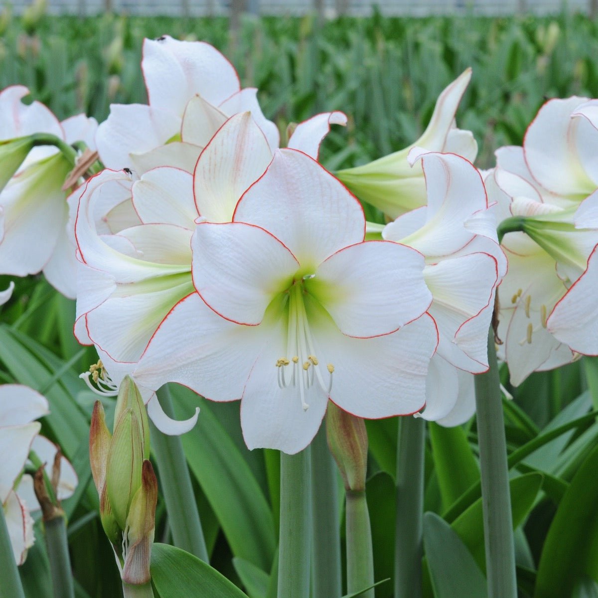 Amaryllis Picotee - witte amaryllis - Fluwel