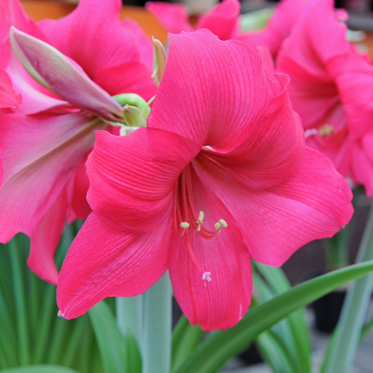 Amaryllis Pleasure - roze amaryllis - Fluwel