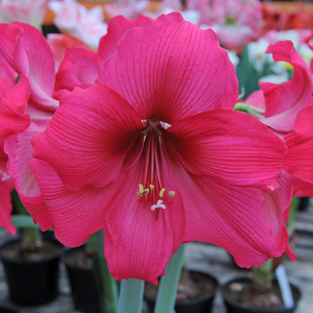 Amaryllis Pleasure - roze amaryllis - Fluwel