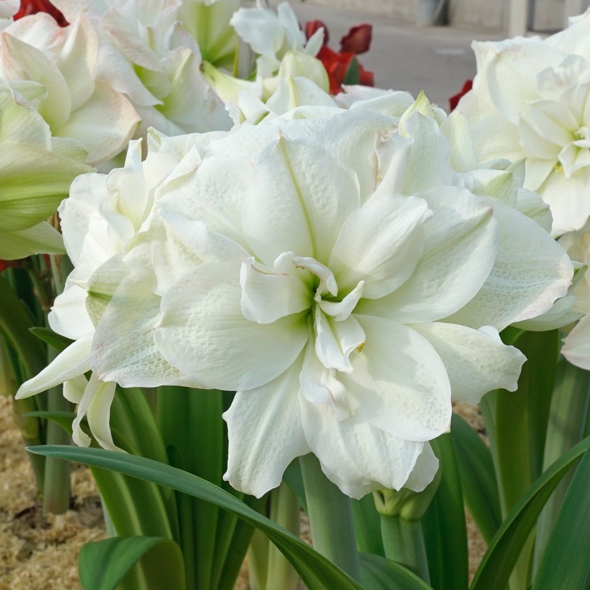 Amaryllis Polar Belle - witte amaryllis - Fluwel