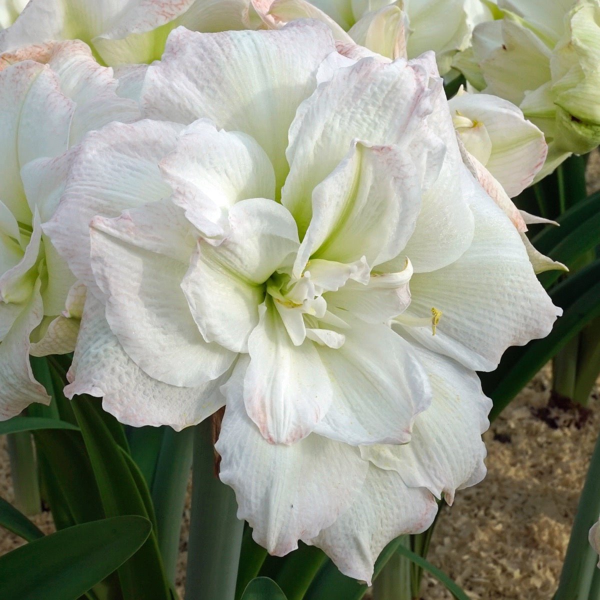 Amaryllis Polar Belle - witte amaryllis - Fluwel