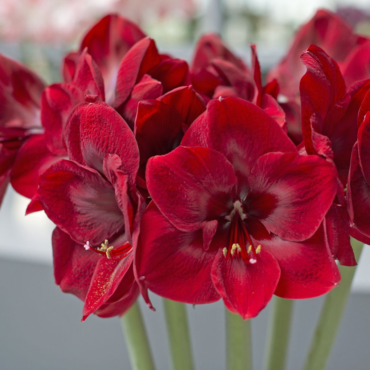 Amaryllis Premiere - rode amaryllis - Fluwel