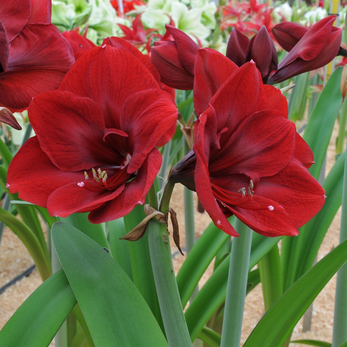 Amaryllis Premiere - rode amaryllis - Fluwel