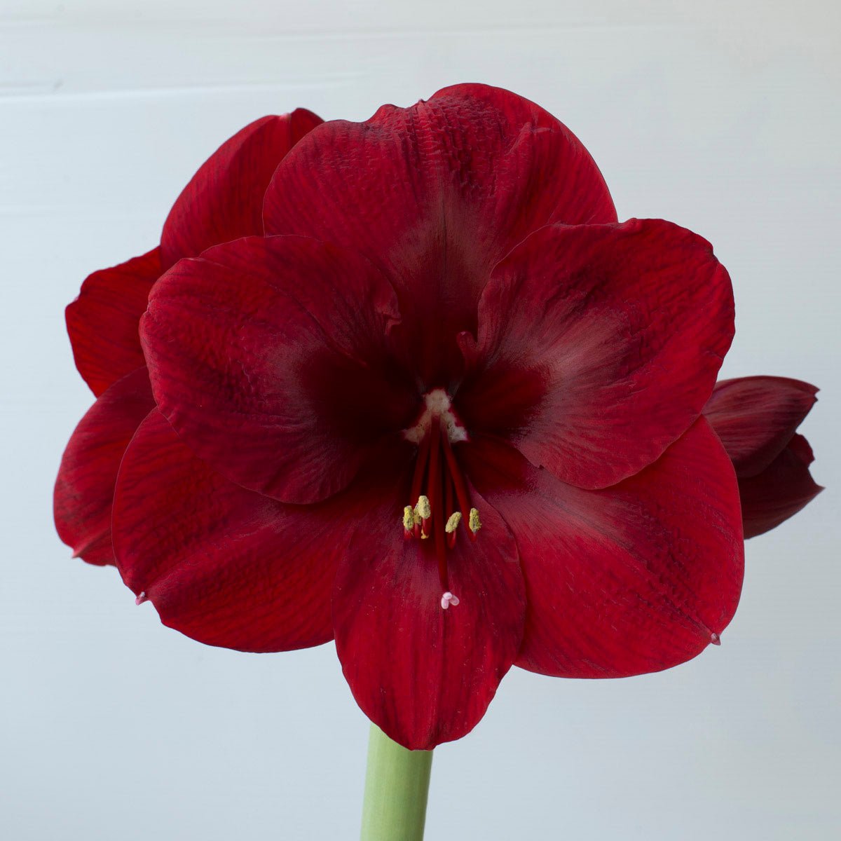 Amaryllis Premiere - rode amaryllis - Fluwel