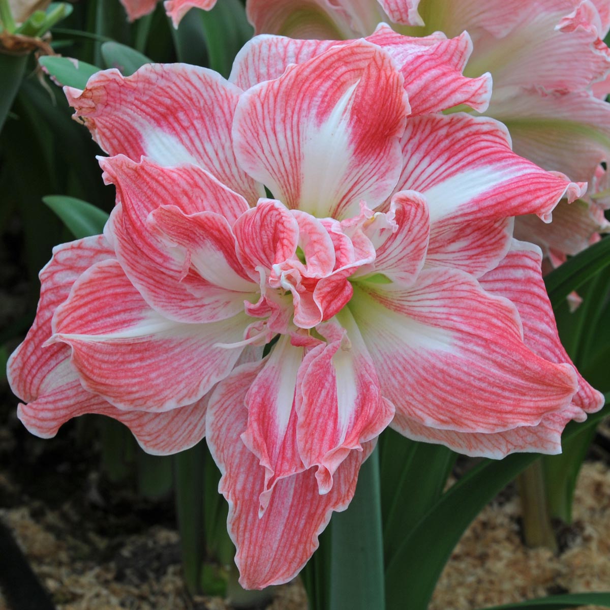 Amaryllis Pretty Nymph - roze amaryllis - Fluwel