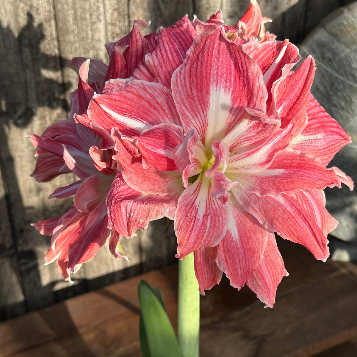 Amaryllis Pretty Nymph - roze amaryllis - Fluwel